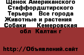 Щенок Американского Стаффордштирского Терьера - Все города Животные и растения » Собаки   . Кемеровская обл.,Калтан г.